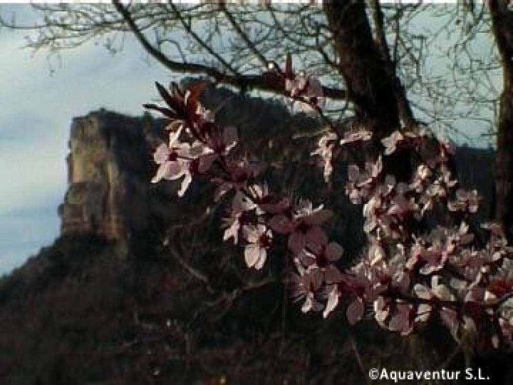 Muela del conde primavera